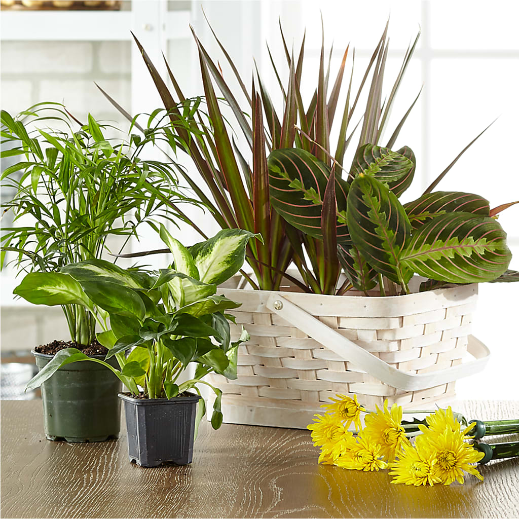 Florist Designed Blooming and Green Plants in a Basket – Fleuriste Boutique Du Moulin, L'ile-perrot PQ