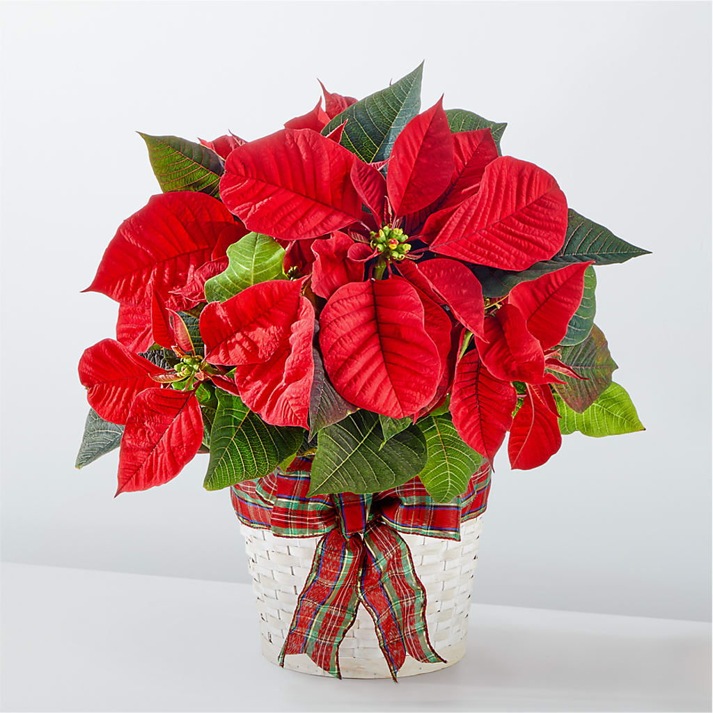 Happiest Holidays Poinsettia – Fleuriste Boutique Du Moulin, L'ile-perrot PQ