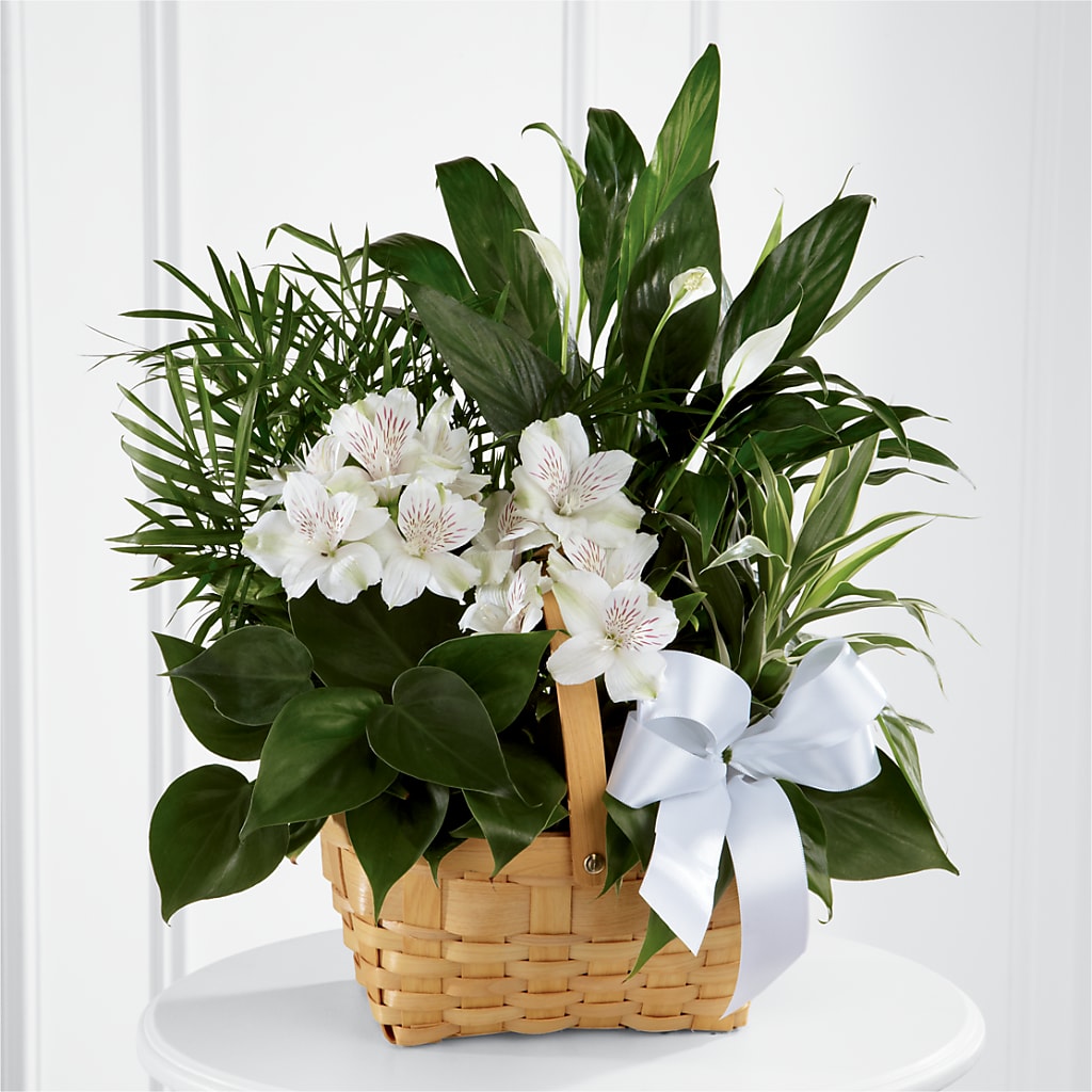 Peace & Serenity Dishgarden – Fleuriste Boutique Du Moulin, L'ile-perrot PQ