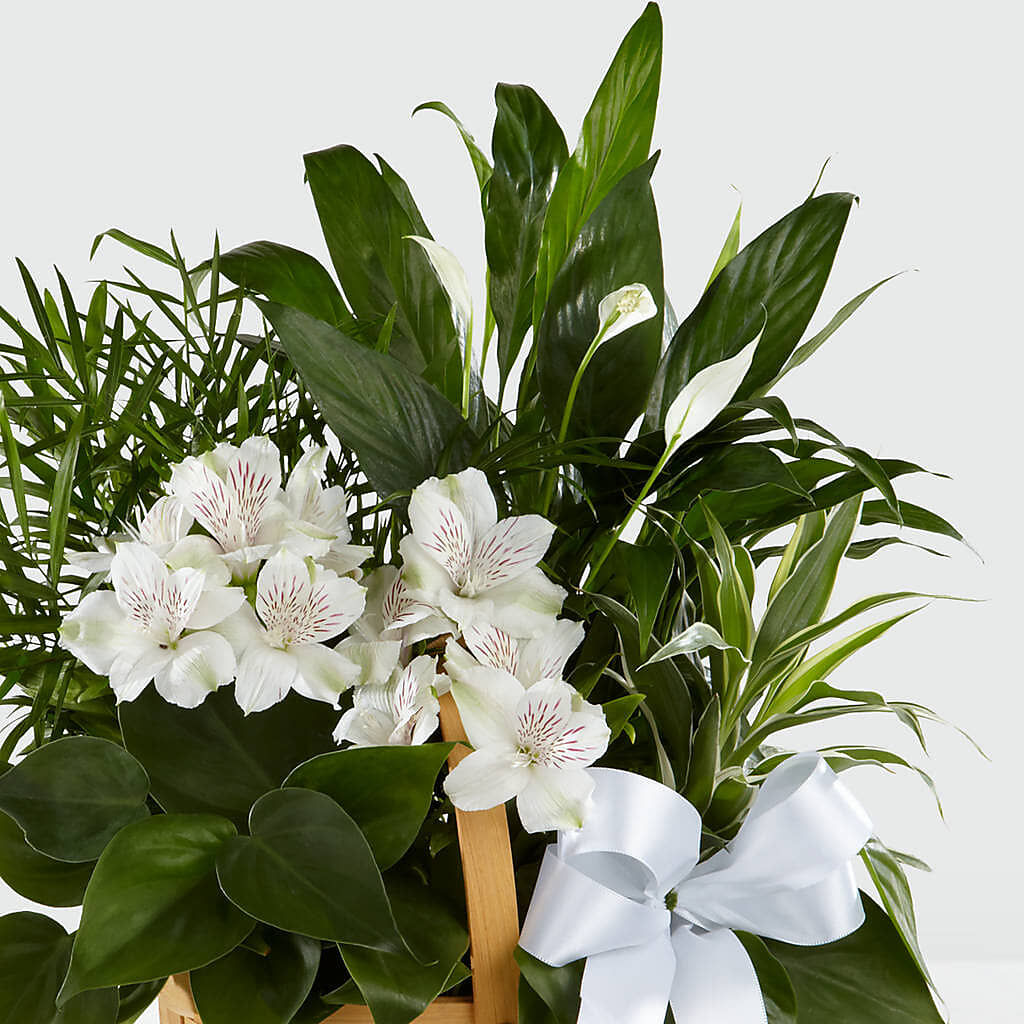 Peace & Serenity Dishgarden – Fleuriste Boutique Du Moulin, L'ile-perrot PQ