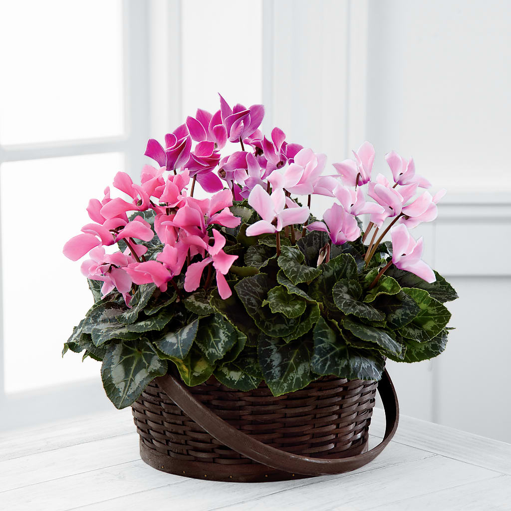 Mixed Cyclamen Planter – Fleuriste Boutique Du Moulin, L'ile-perrot PQ