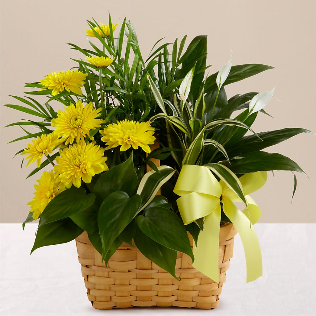 Loving Light Dishgarden – Fleuriste Boutique Du Moulin, L'ile-perrot PQ