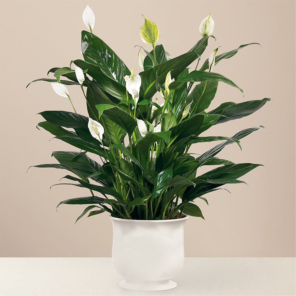 Comfort Planter – Fleuriste Boutique Du Moulin, L'ile-perrot PQ