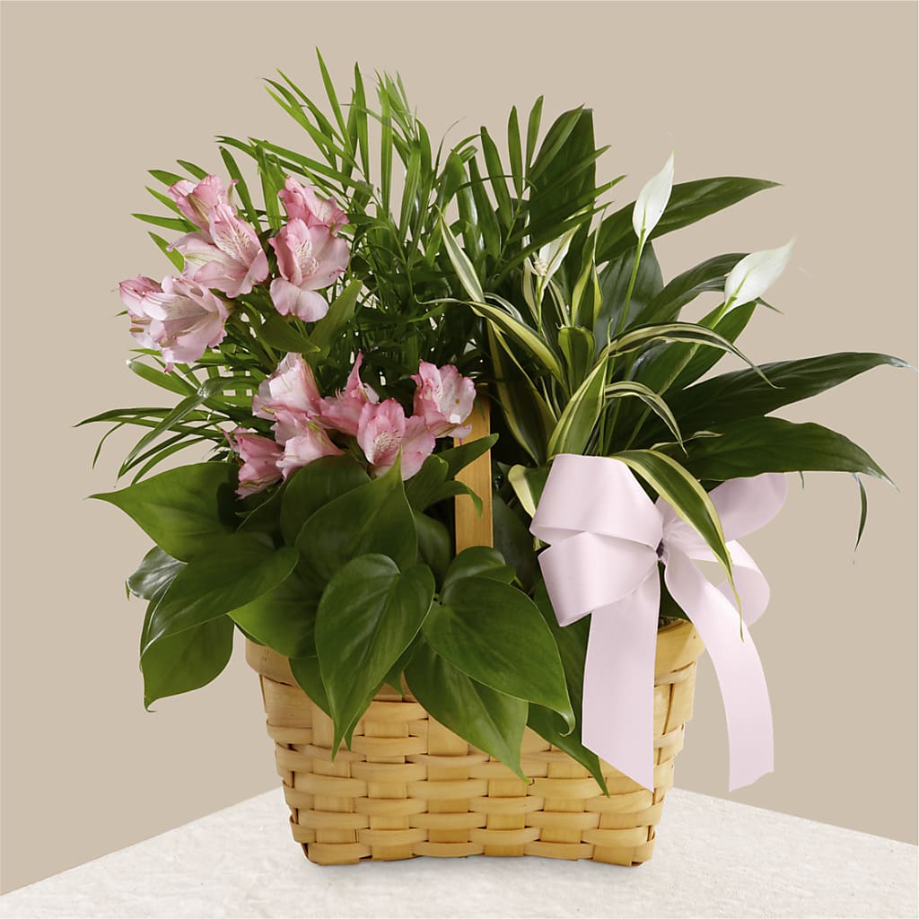 Living Spirit Dishgarden – Fleuriste Boutique Du Moulin, L'ile-perrot PQ