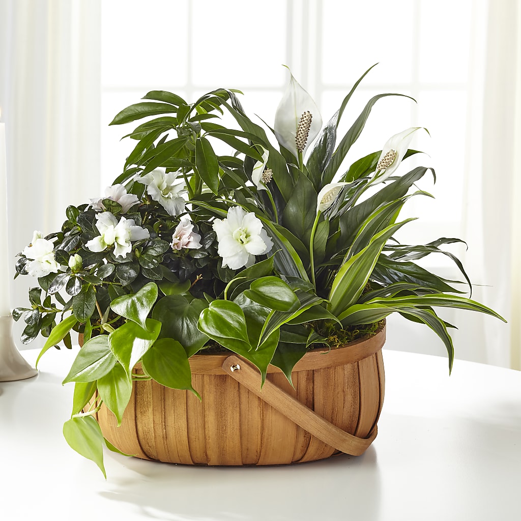 Serene Dishgarden – Fleuriste Boutique Du Moulin, L'ile-perrot PQ