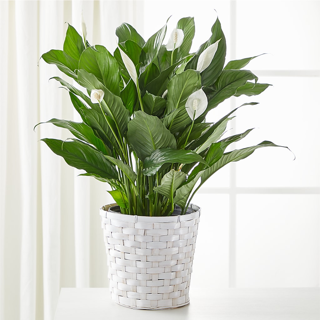 A New Leaf Peace Lily – Fleuriste Boutique Du Moulin, L'ile-perrot PQ