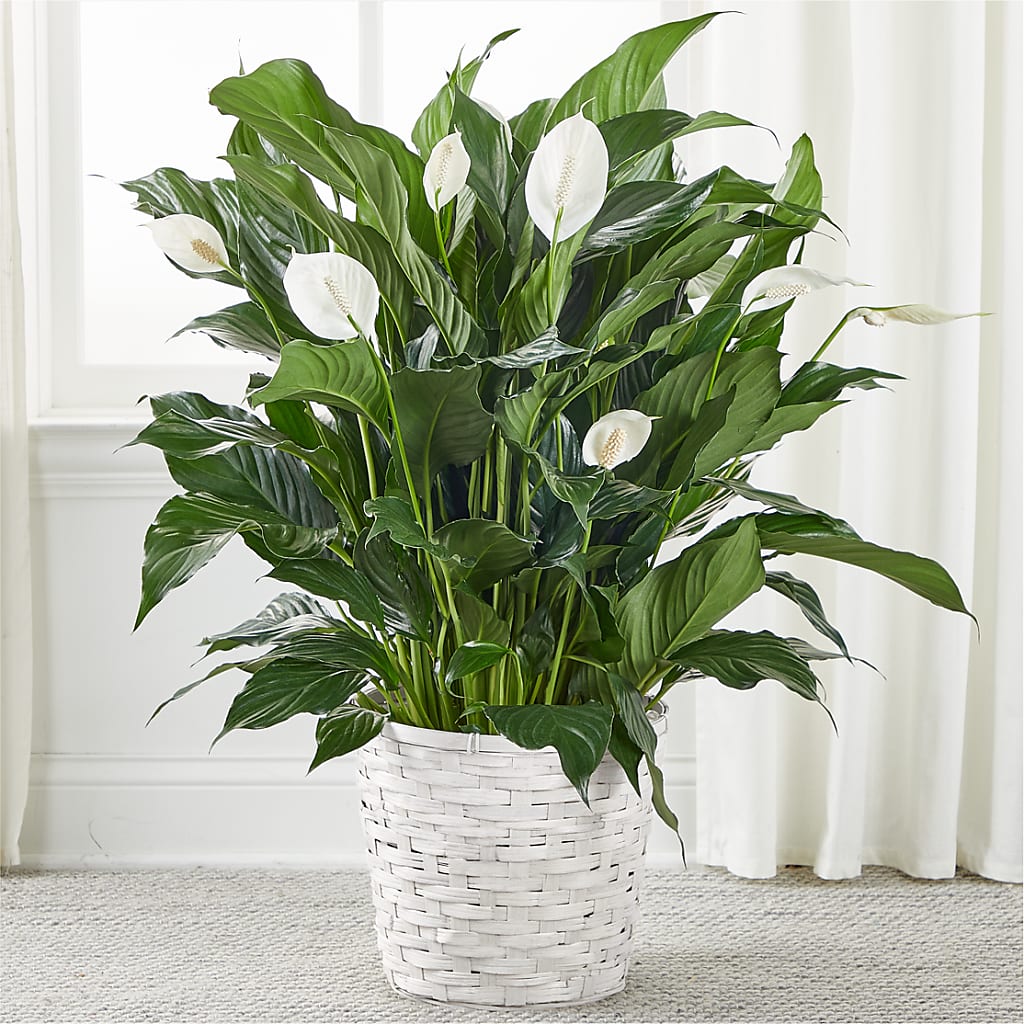 A New Leaf Peace Lily – Fleuriste Boutique Du Moulin, L'ile-perrot PQ