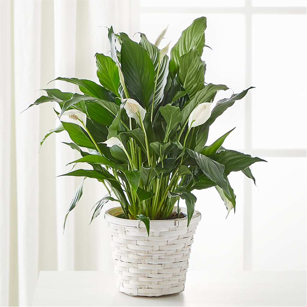 A New Leaf Peace Lily – Fleuriste Boutique Du Moulin, L'ile-perrot PQ
