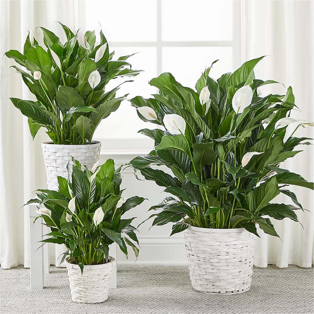 A New Leaf Peace Lily – Fleuriste Boutique Du Moulin, L'ile-perrot PQ