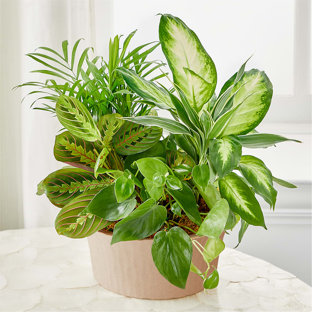 Balance & Harmony Dishgarden – Fleuriste Boutique Du Moulin, L'ile-perrot PQ