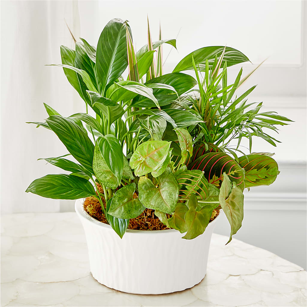Balance & Harmony Dishgarden – Fleuriste Boutique Du Moulin, L'ile-perrot PQ