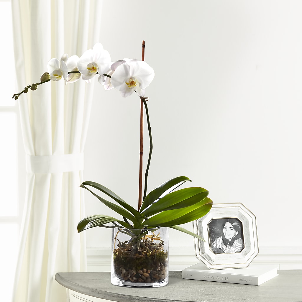 White Orchid Planter – Fleuriste Boutique Du Moulin, L'ile-perrot PQ