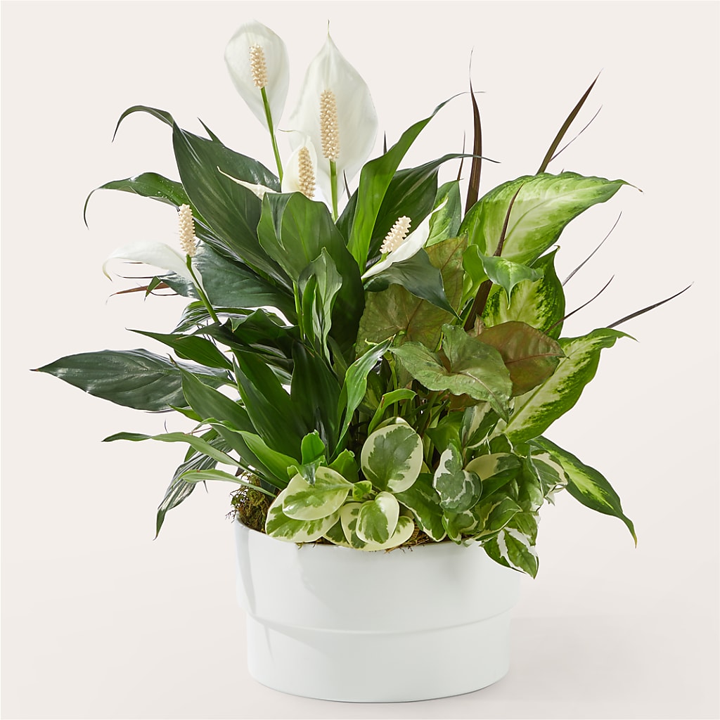 Radiating Positivity Dishgarden – Fleuriste Boutique Du Moulin, L'ile-perrot PQ