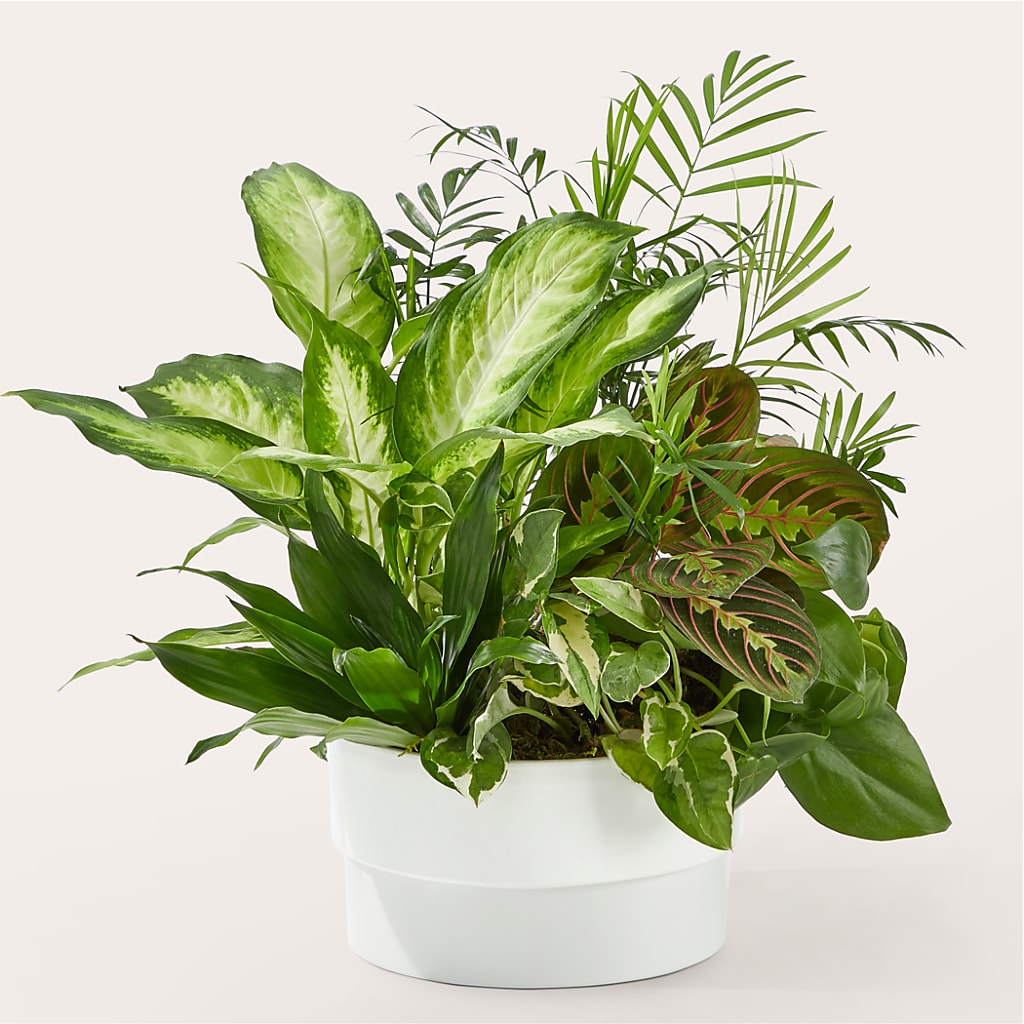 Radiating Positivity Dishgarden – Fleuriste Boutique Du Moulin, L'ile-perrot PQ