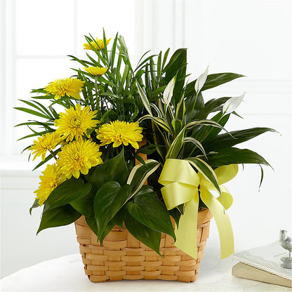 Loving Light Dishgarden –  Fleuriste Boutique Du Moulin, L'ile-perrot PQ