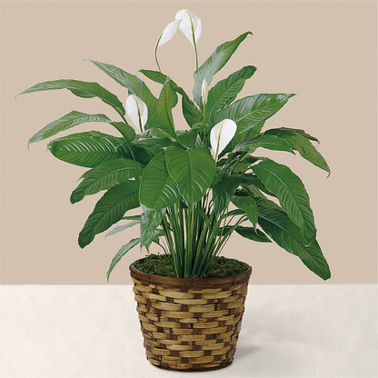 Tranquil Moments Peace Lily Plant –  Fleuriste Boutique Du Moulin, L'ile-perrot PQ