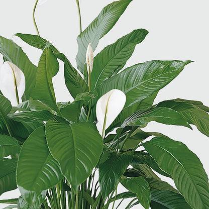 Tranquil Moments Peace Lily Plant –  Fleuriste Boutique Du Moulin, L'ile-perrot PQ