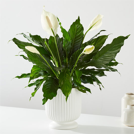 Comfort Planter –  Fleuriste Boutique Du Moulin, L'ile-perrot PQ