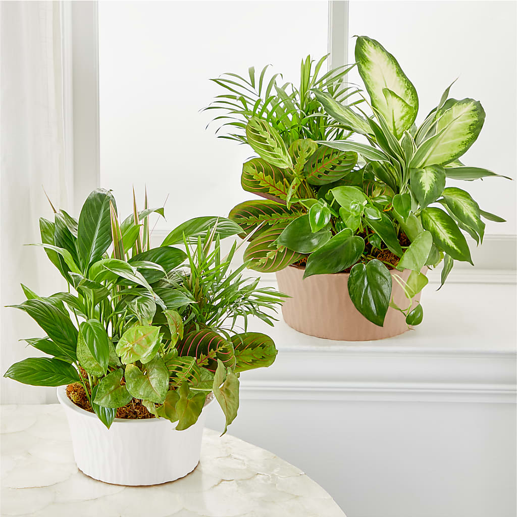 Balance & Harmony Dishgarden –  Fleuriste Boutique Du Moulin, L'ile-perrot PQ
