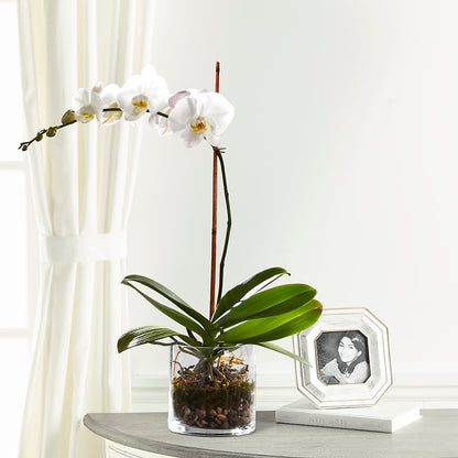 White Orchid Planter –  Fleuriste Boutique Du Moulin, L'ile-perrot PQ