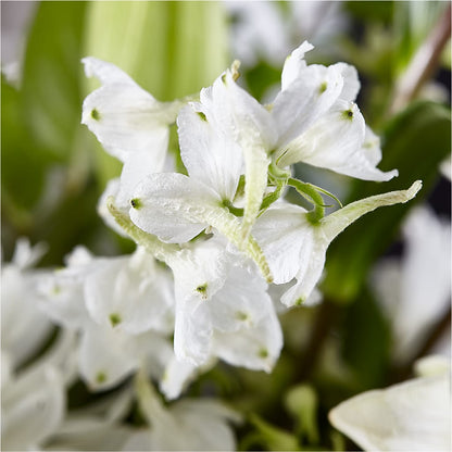 Classic Ivory – A Florist Original –  Fleuriste Boutique Du Moulin, L'ile-perrot PQ